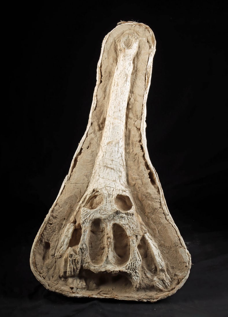 Rare Prehistoric Crocodilian Fossil Skull, Dyrosaurus (1 of 4)