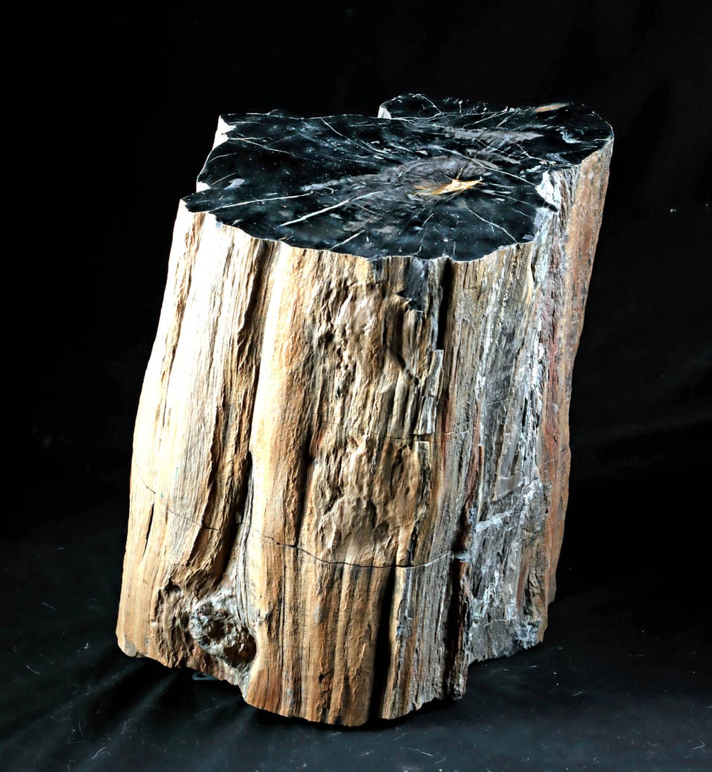 Petrified Sequoia Tree Trunk, Polished Cross-section (1 of 3)