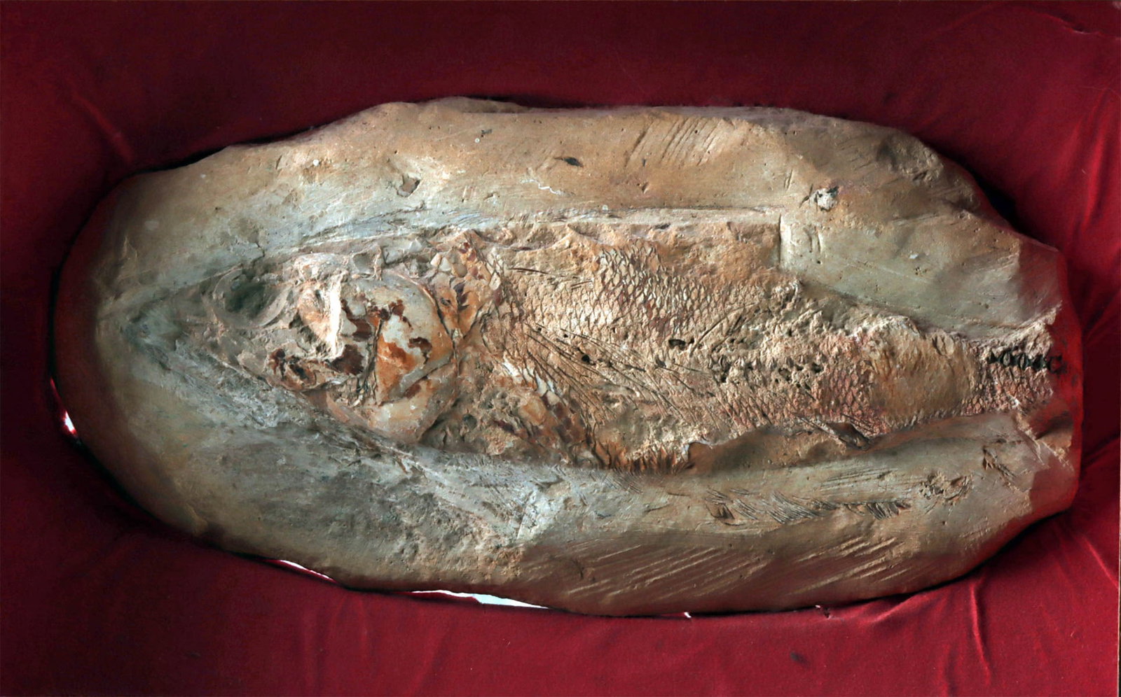 Framed Fossil Fish in Limestone Matrix Display Specimen: South America, Early Cretaceous, ca. 110 million years ago. A fossilized ray-finned fish preserved within a dense limestone matrix, the form retaining visible scale patterning and remains of soft tiss