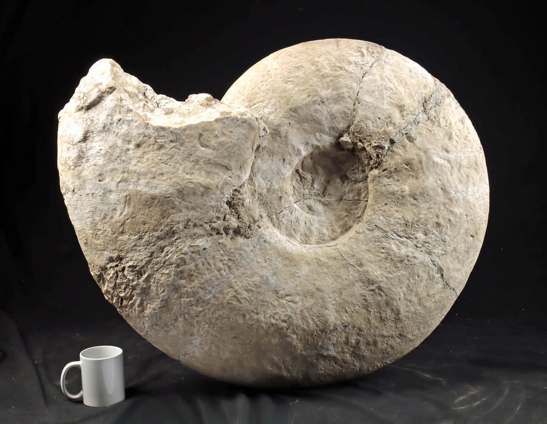 Massive Ammonite Fossil Spiral Shell - France (1 of 4)