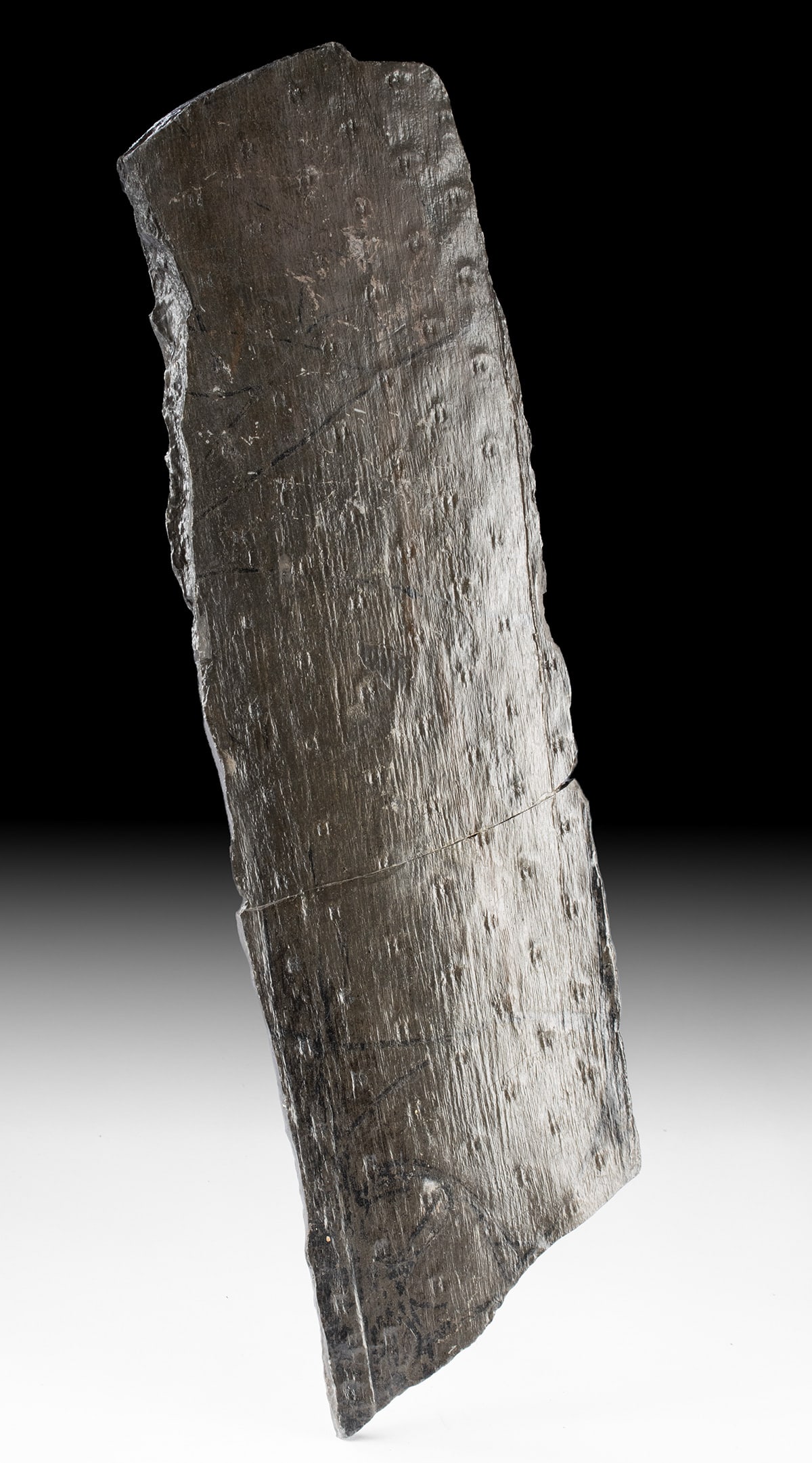 Carboniferous Fossilized Lycopod Root - Stigmaria (1 of 3)