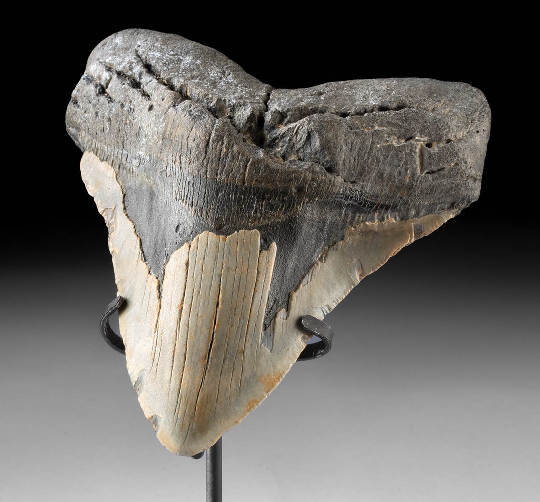 Huge Prehistoric Fossilized Megalodon Tooth - 6": Ancient Seas, North America, South Carolina, Middle Miocene to end of Pliocene eras, ca. 28 to 1.5 million years ago. A beautiful and large fossilized tooth from the mighty prehistoric shark, the mega