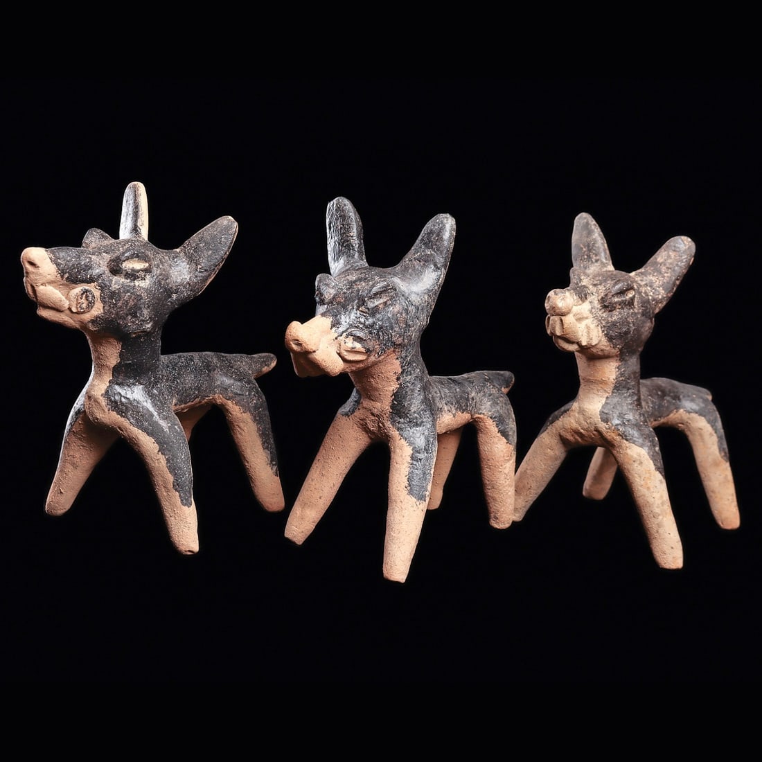 Veracruz Group of Pacas/Coyotes (3) (1 of 5)