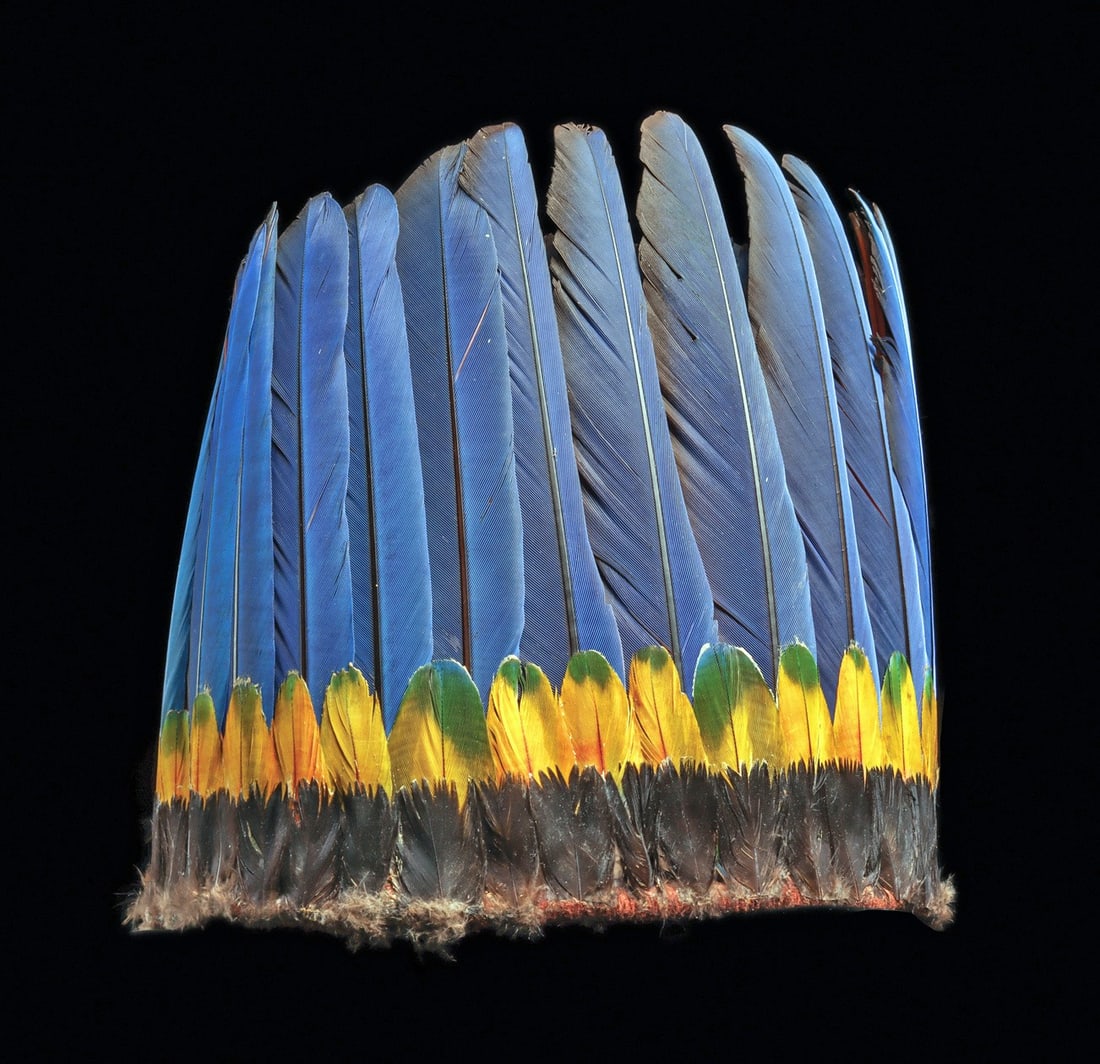 Amazonian Feathered Headdress: Amazon. Mid 20th century. Feathered headdress composed of blue and gold macaw feathers, with a lower row of yellow and green macaw tips and a lower border of dark brown duck feathers, with a multi-str