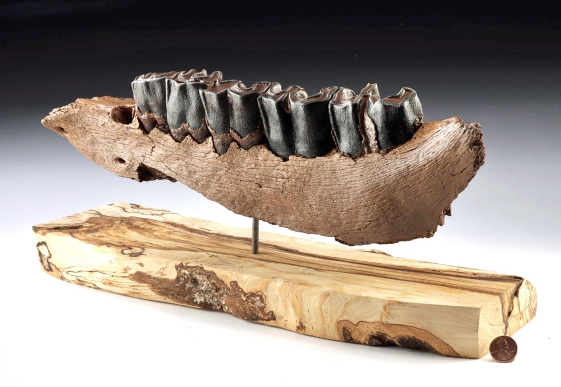 Alaskan Fossilized Jawbone of Extinct Horse (1 of 4)