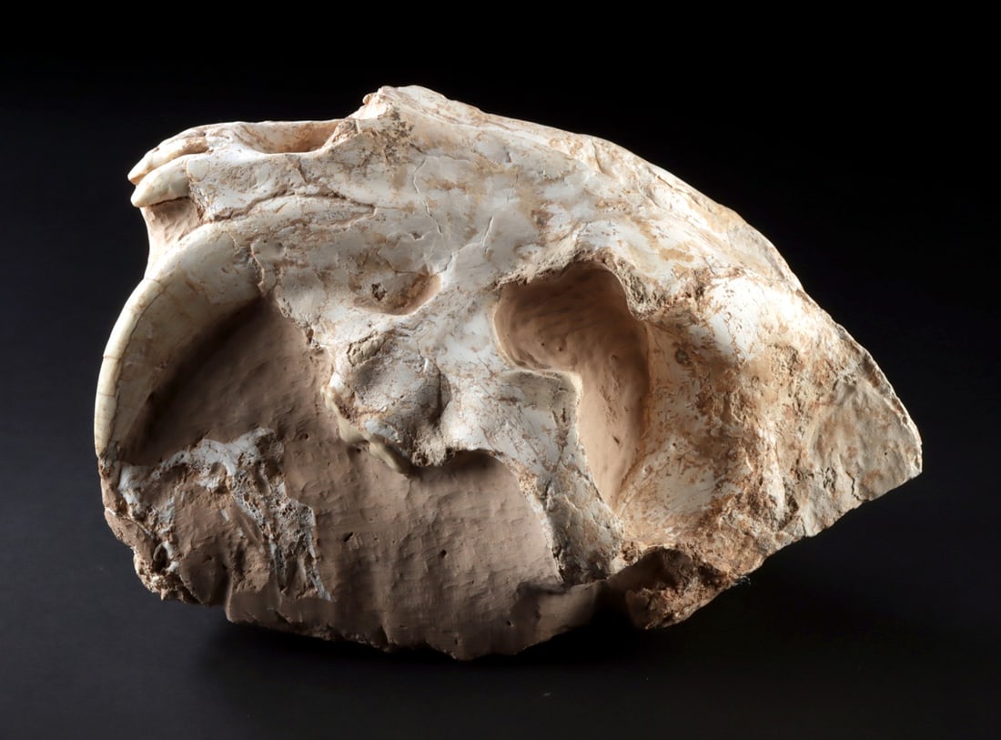Fossilized Sabertooth Skull in Matrix: Eurasia, Late Miocene, ca. 9.5 to 5.3 million years ago. An extraordinary fossilized upper skull from a massive prehistoric sabertooth feline known as Amphimachairodus giganteus! Excellent preservatio