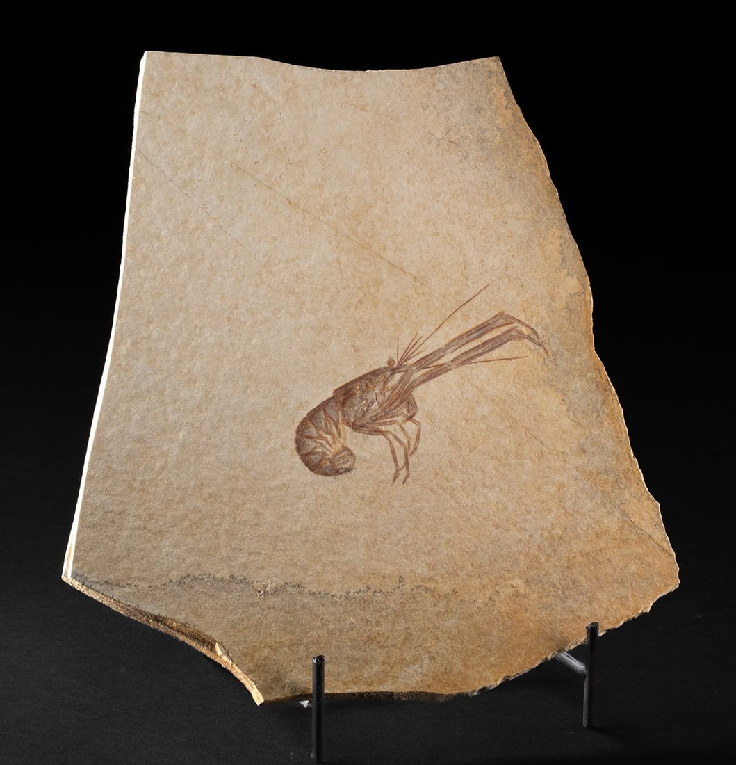 Jurassic Fossil Lobster Relative Mecochirus in Matrix: Western Europe, Germany, Eichstatt, Solnhofen (Altmuhltal) Formation, Jurassic Period, ca. 154 to 144 million years ago. A well-preserved fossil crustacean of the genus Mecochirus, displayed within a 