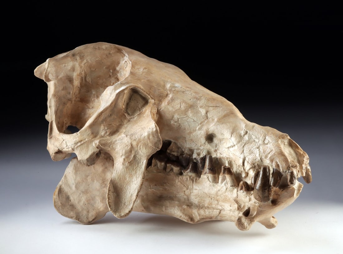 Fossilized Entelodont Hell Pig Skull: North America, Western United States, South Dakota, Pennington County, Upper Brule Formation, Oligocene period, ca. 35 to 28 million years ago. This is not only a scarce entelodont fossil, but a skull