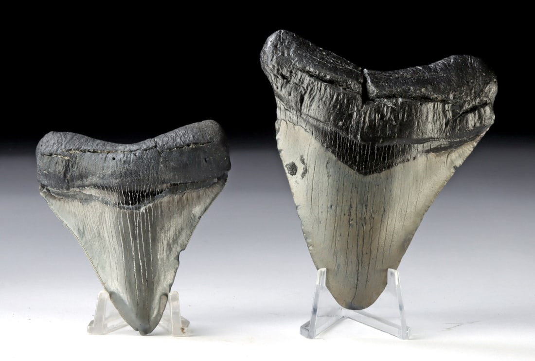 Two Prehistoric Fossilized Megalodon Shark Teeth (1 of 2)