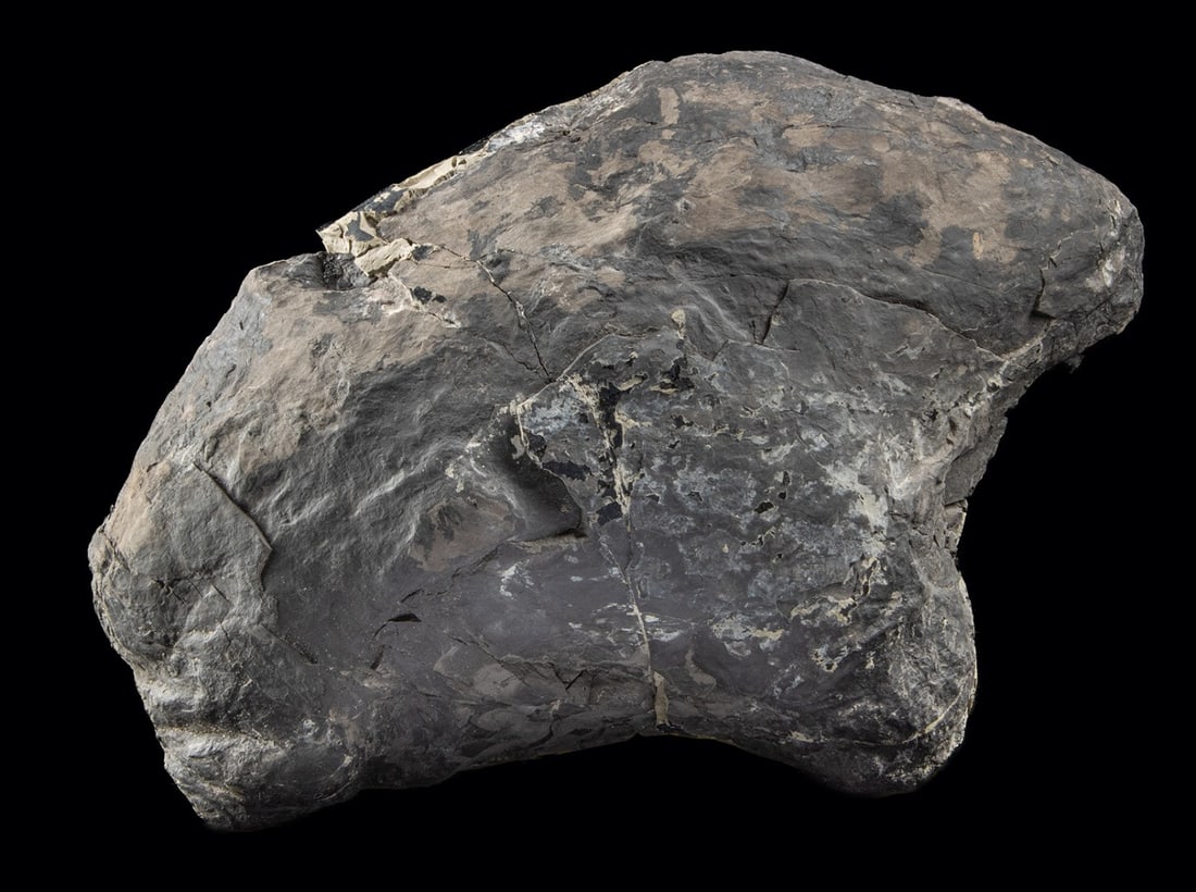 Cretaceous Hadrosaur Dinosaur Footprint Cast (1 of 3)