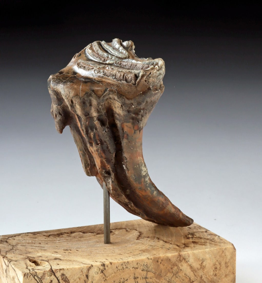 Baby Mammoth Tooth on Wood Stand (1 of 3)