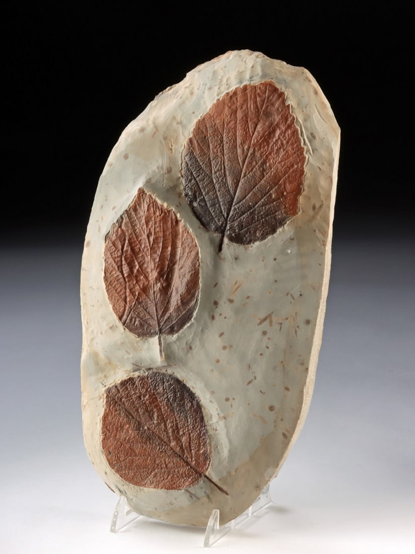 Paleocene Leaf Fossil Display (1 of 3)
