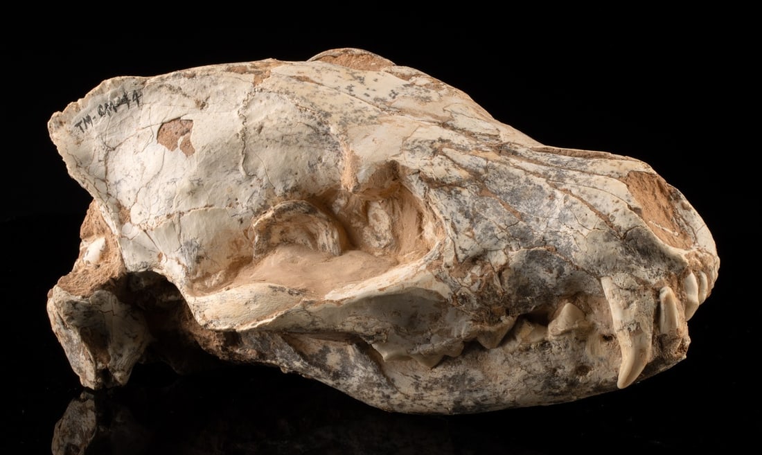 Fossil Miocene Hyena Skull Fragment (Ictitherium viverrinum) (1 of 5)