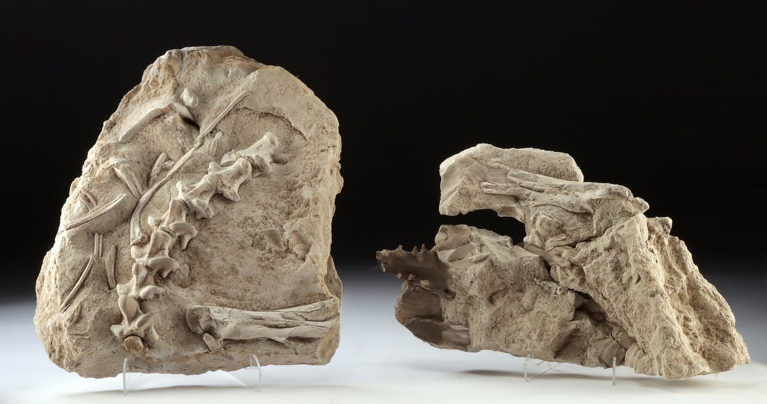 2 Large Mosasaur Fossil Slabs, Vertebrae, Skull & Teeth (1 of 5)