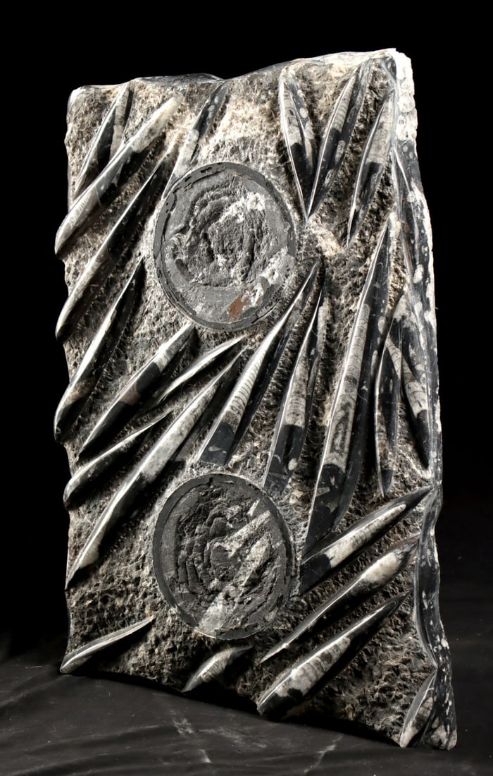 Large Orthoceras Fossil Stone Panel: Ancient Seas, Morocco, Devonian Period, ca. 419.2 to 358.9 million years ago. A large rectangular orthoceras fossil panel featuring numerous fragmentary shells set within a dark stone matrix, with sev