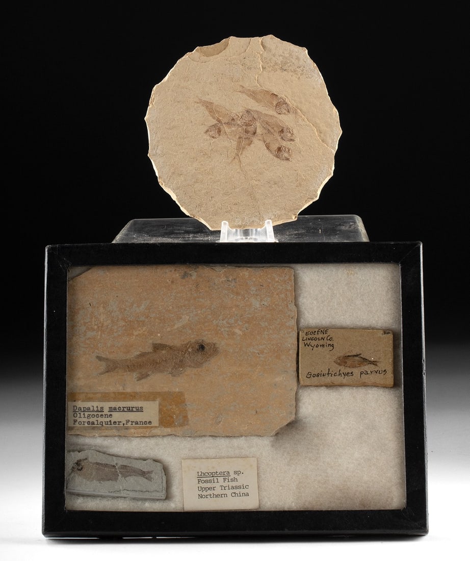 Four Fossilized Fish Matrices from Around the World (1 of 2)