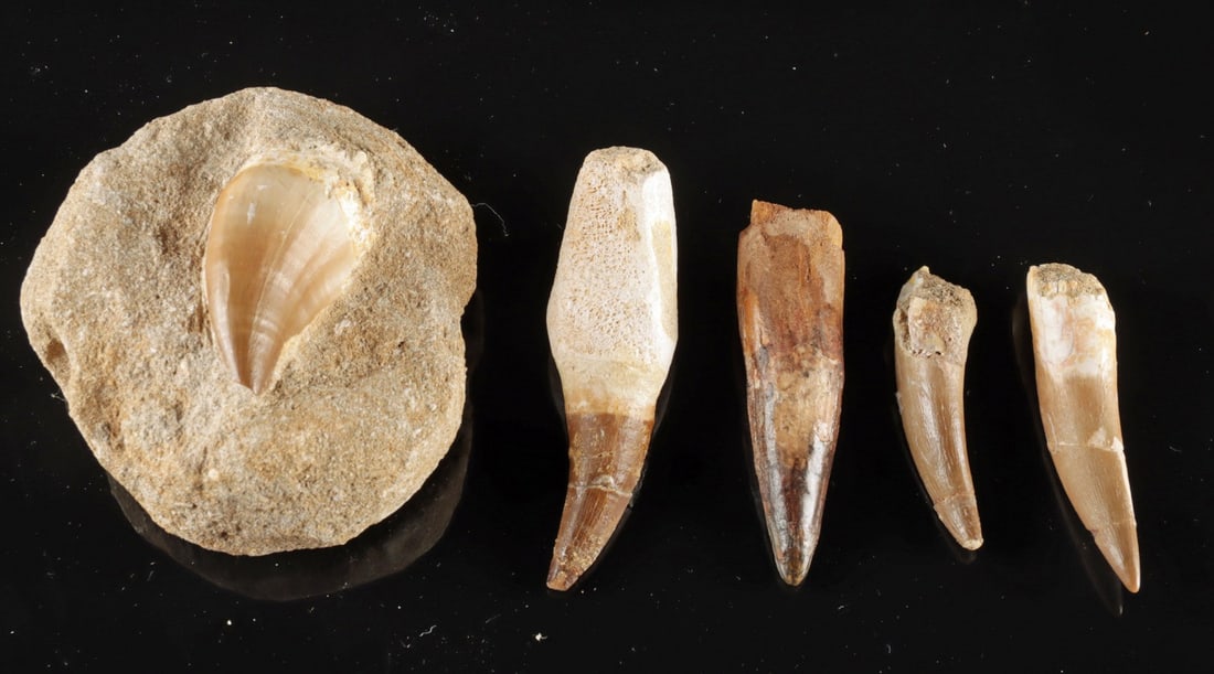 Mosasaur & Dinosaur Tooth Group (1 of 2)