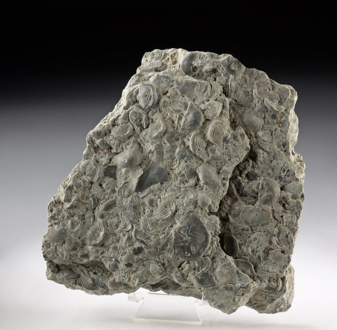 Paleozoic Brachiopod Fossil Limestone Slab (1 of 2)