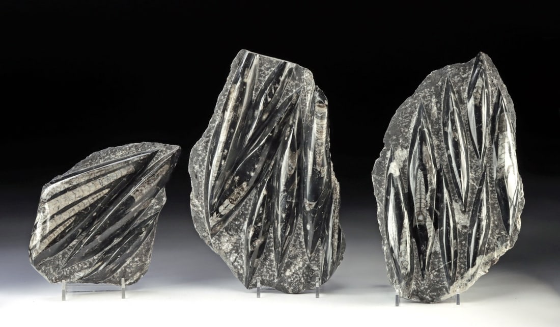 3 Devonian Orthoceras Fossil Stone Matrices (1 of 2)