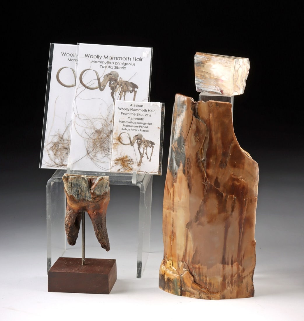 Six Woolly Mammoth & Woolly Rhino Specimens: Arctic, Siberia and Alaska, Peistocene Epoch, ca. 100,000 to 10,000 years ago. A compelling natural history group uniting five specimens from two of the Pleistocene's most iconic megafauna. The woolly