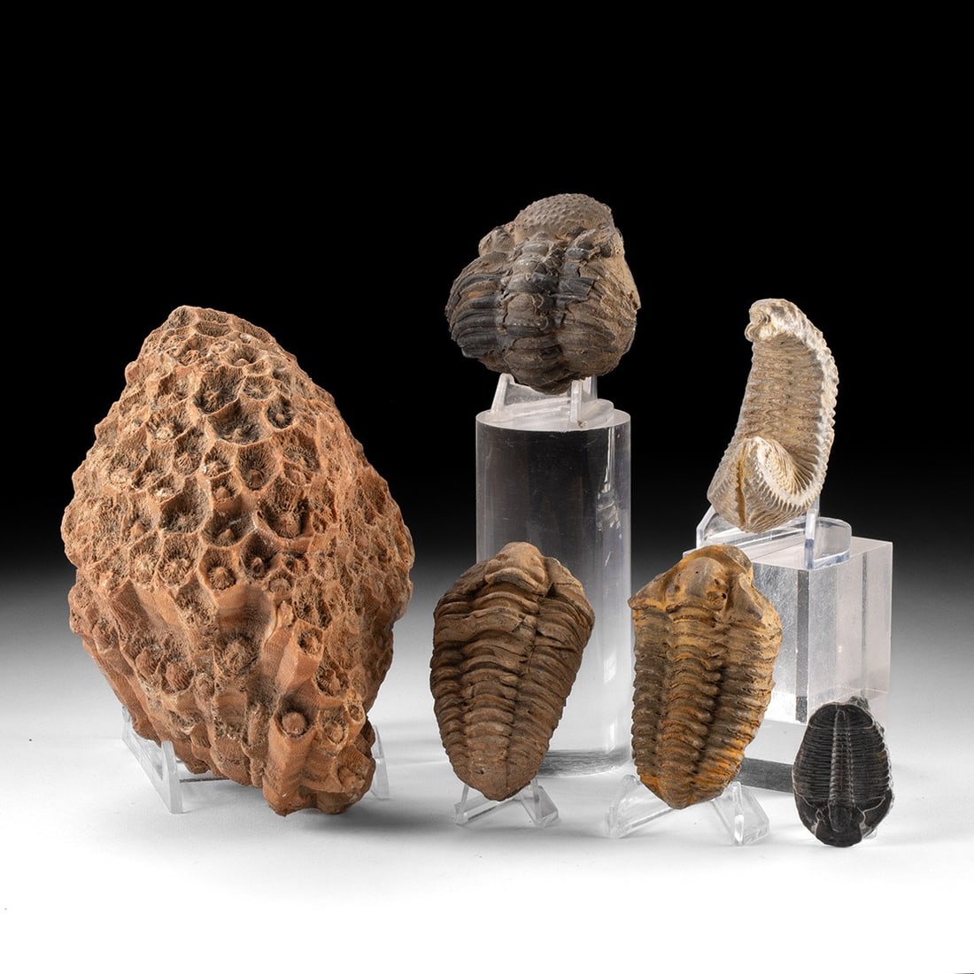 Six Trilobites and Coral Fossils: Prehistoric Earth, Paleozoic Era, Ordovician to Devonian, ca. 485 to 359 million years ago. A compelling palæontological ensemble that pairs six trilobite specimens with a honeycomb-like colonial
