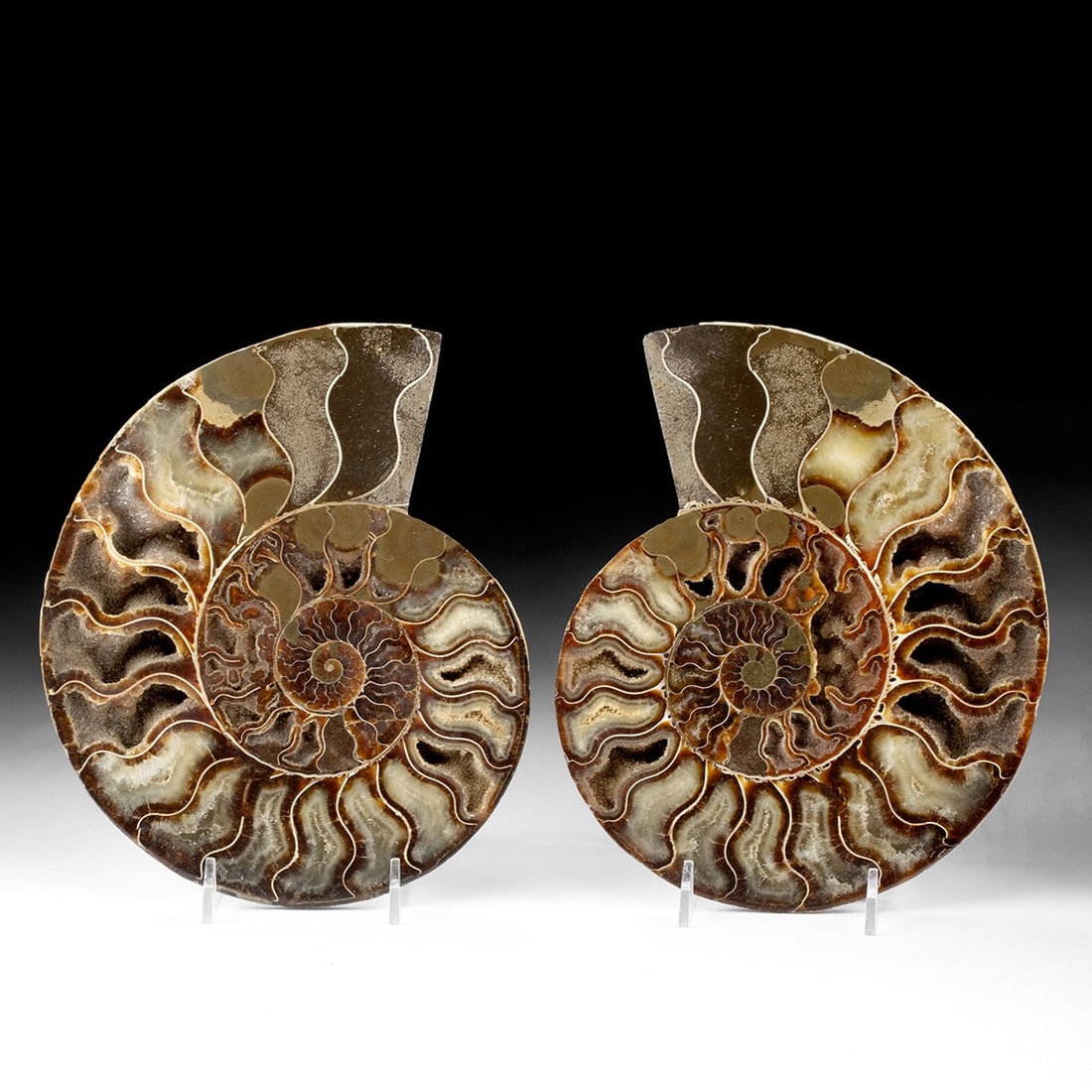Two Polished Halves of Ammonite Fossils: Global Oceans, Natural History (Ammonite), Cretaceous Period, ca. 100 to 66 million years ago. Cut in cross-section and polished to a lustrous sheen, this paired ammonite reveals a mesmerizing spiral 