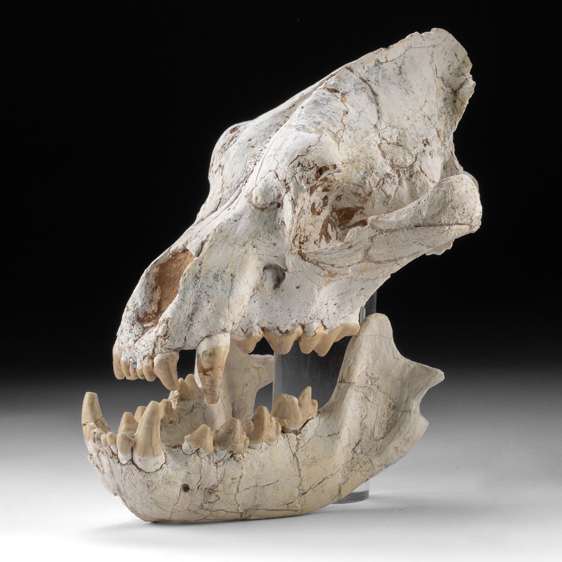Pleistocene Fossil Hyena Skull and Mandible: Eurasia, Pliocene to Late Pleistocene, ca. 3 million to 20,000 years ago. A fossilized hyena skull and mandible, a grin built for the apocalypse, set in chalk-pale bone and ochre-stained matrix. The