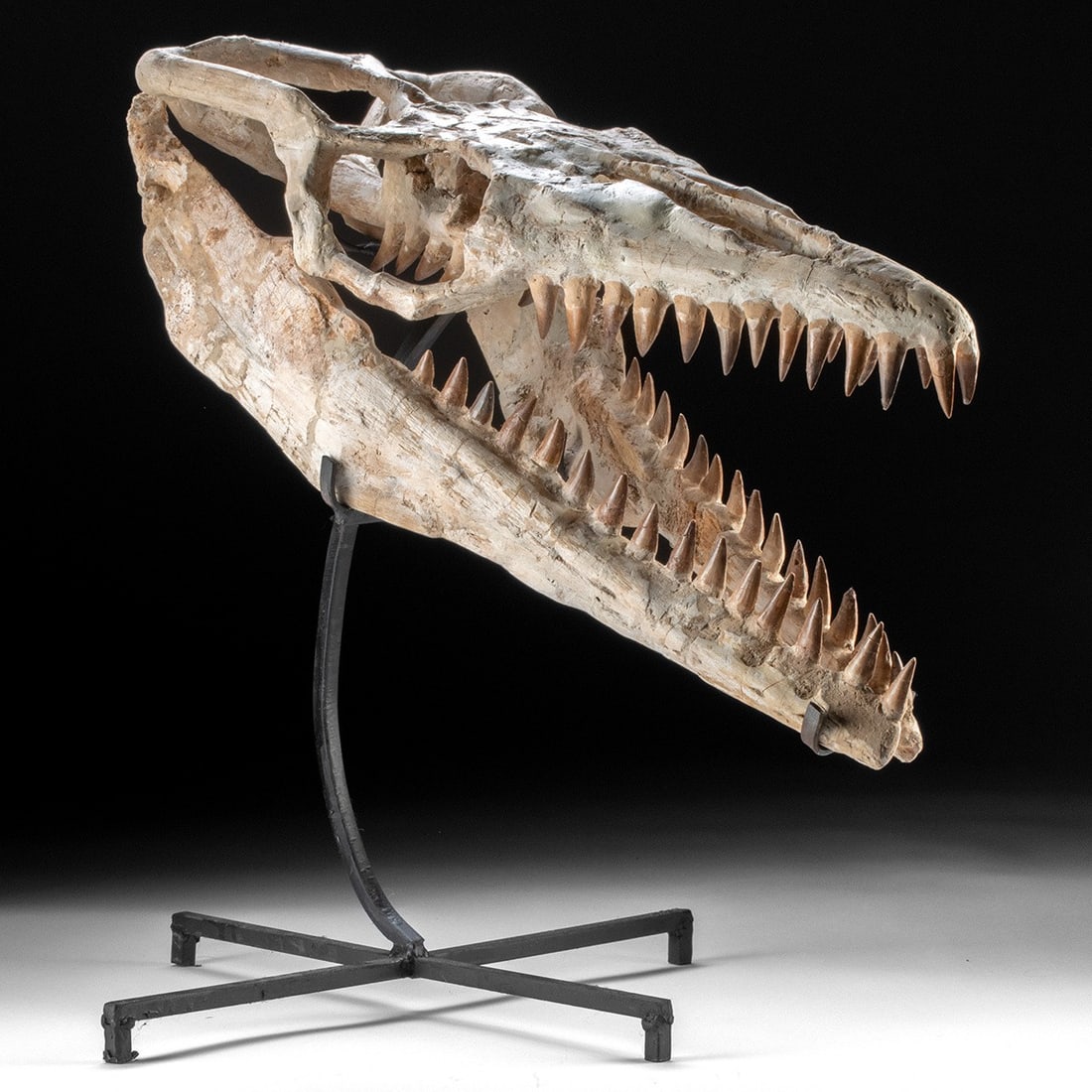 Large Prehistoric Mosasaur Fossil Full Skull (1 of 5)