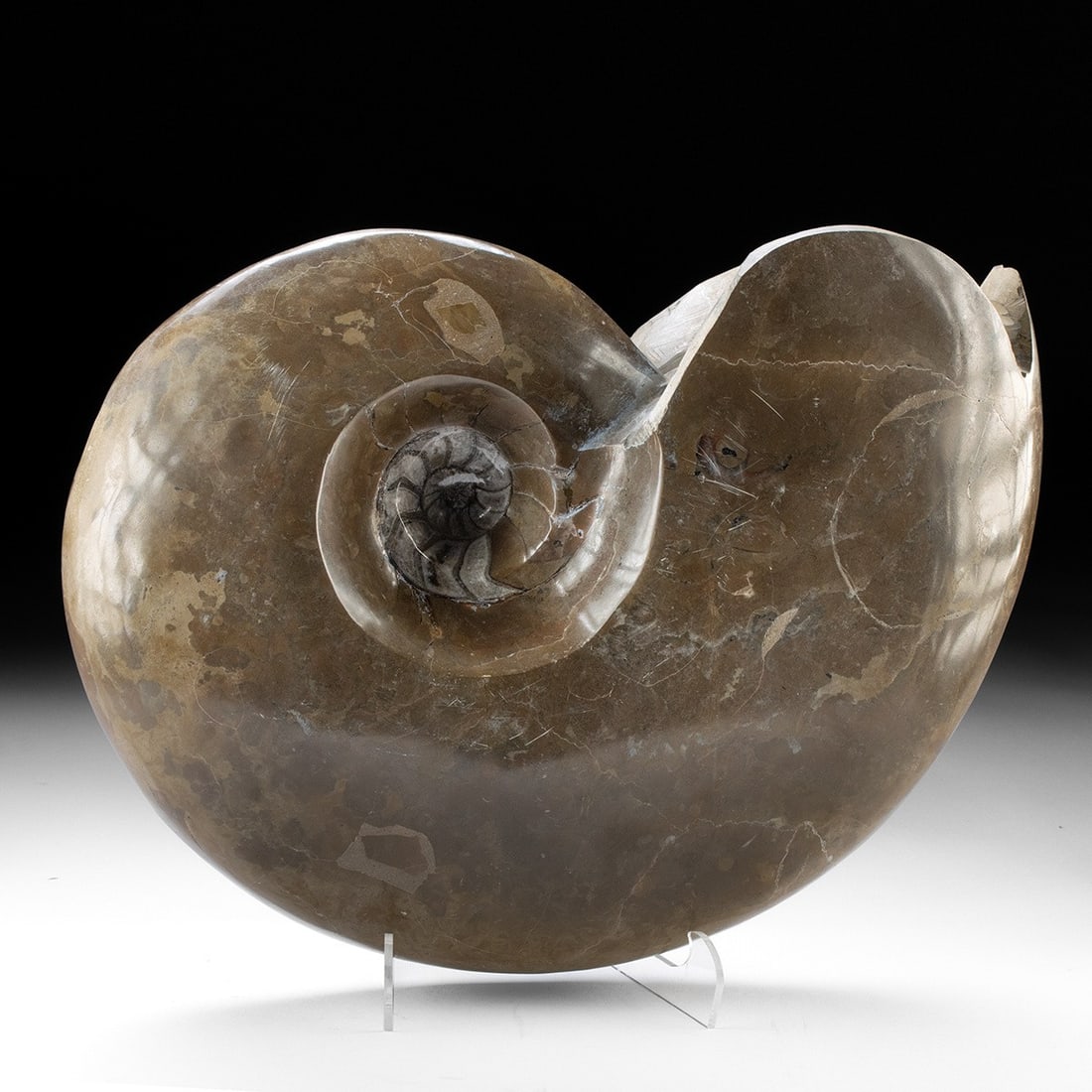 Carved Stone w/ Ammonite Fossilized Shell (1 of 3)