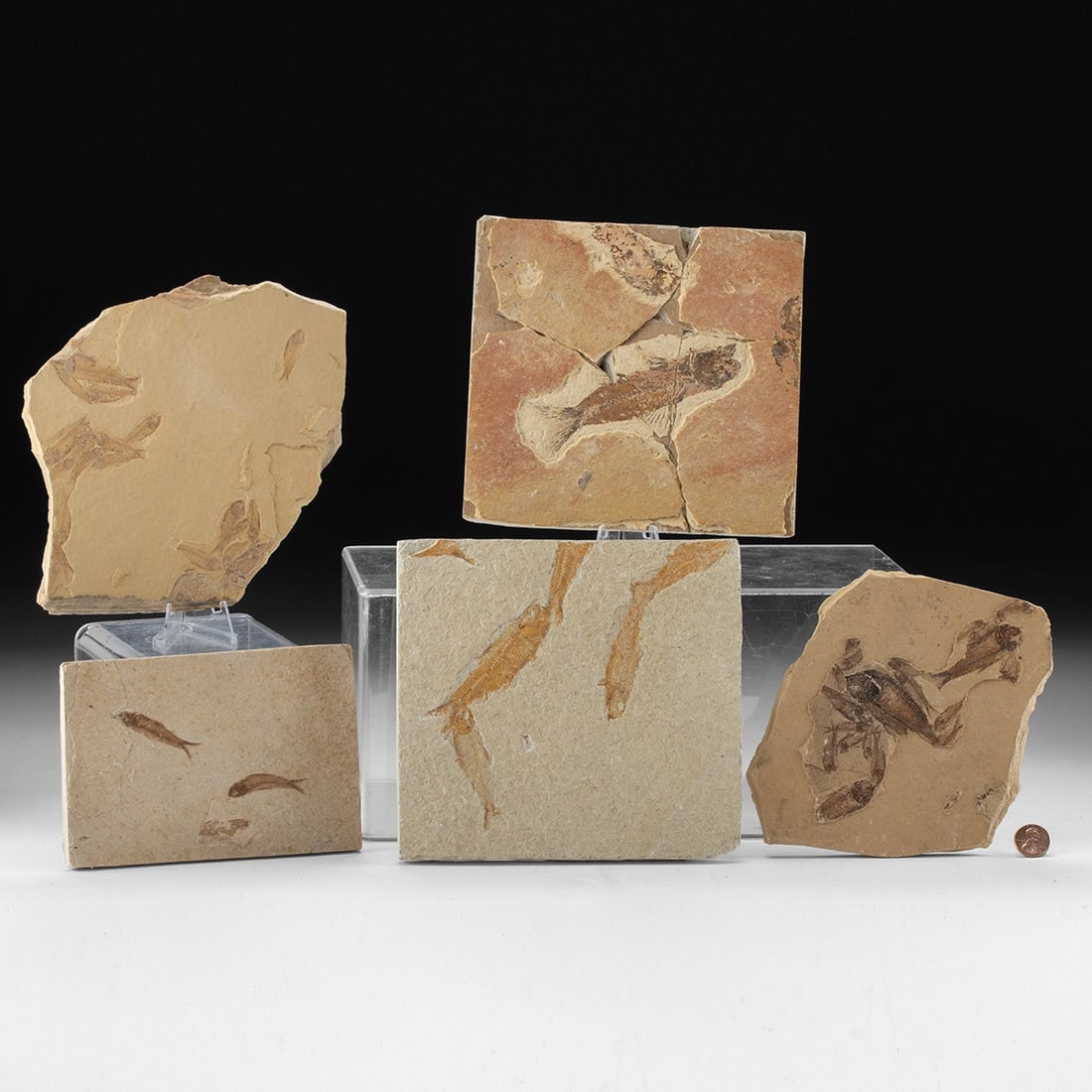 Green River Formation Fossilized Fish in Matrices: North America, Western United States, Green River Formation, Eocene, ca. 53.5 to 48.5 million years ago. A collection of stone matrices each preserving one or more fossilized fish, including multiple 