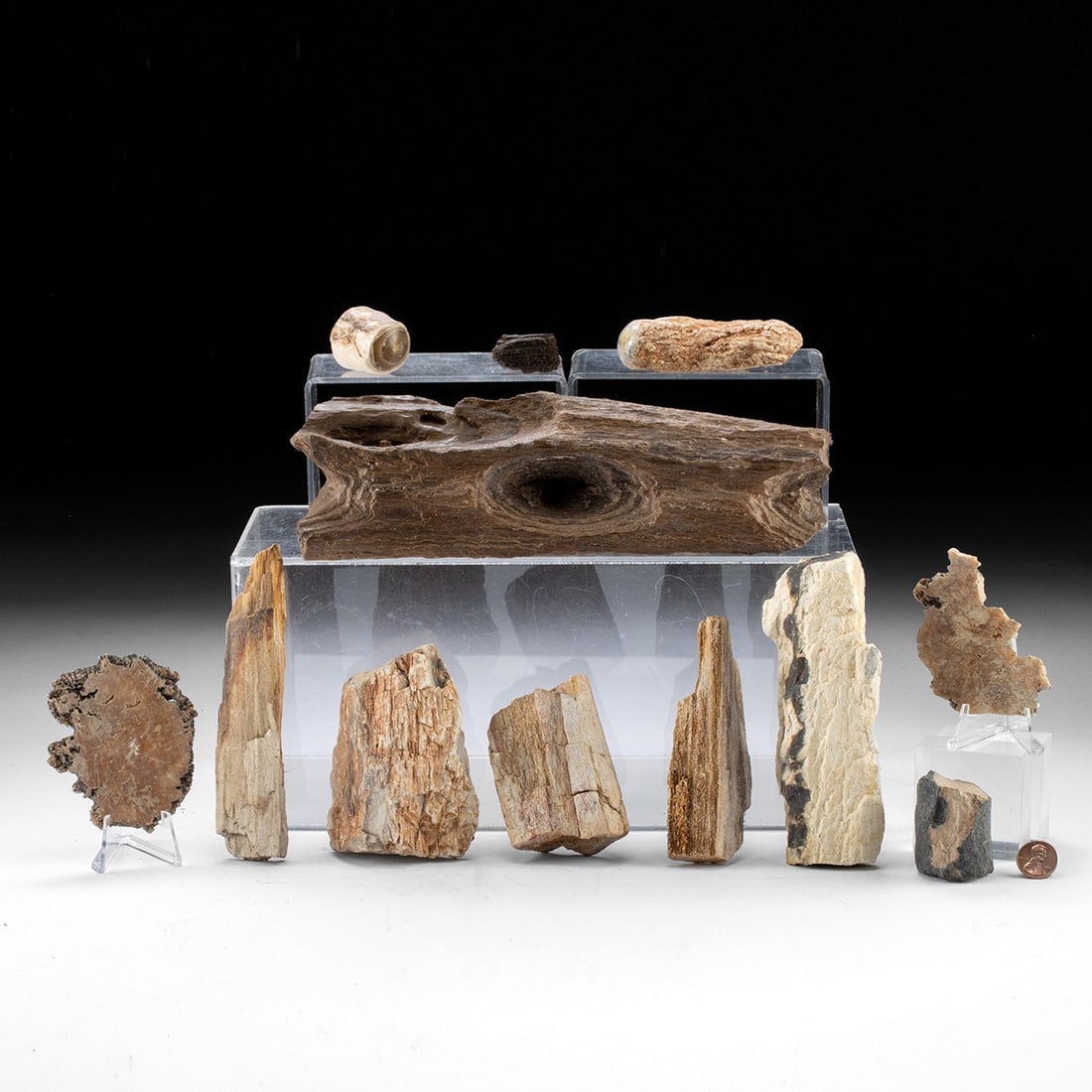 Petrified Wood Collection, Polished & Raw (1 of 1)