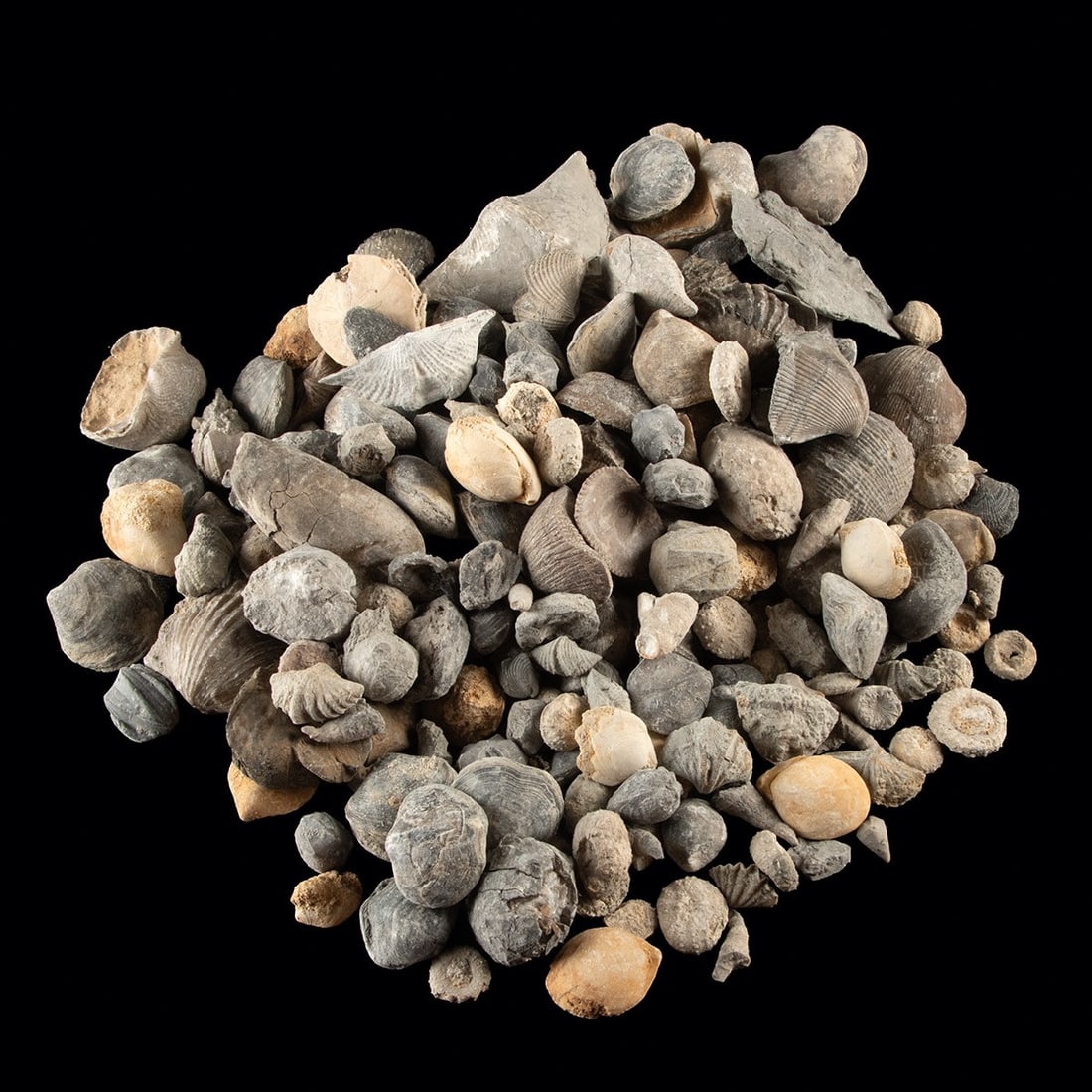 Prehistoric Marine Fossilized Shell Collection: North America & Africa, ca. Cambrian to Miocene era, ca. 500 to 5 million years ago. A collection of fossilized marine invertebrates spanning hundreds of millions of years of ocean life, including bra