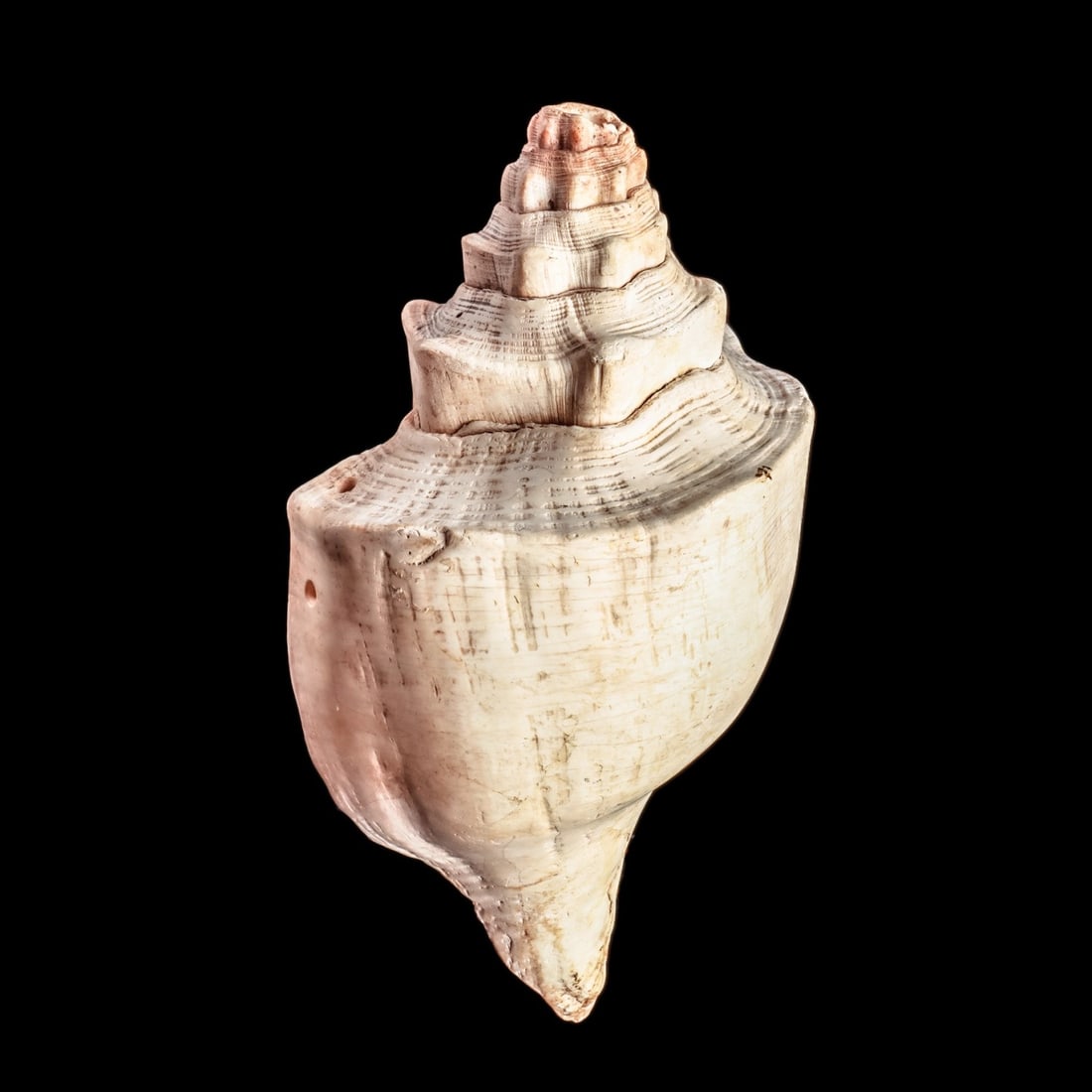 Maya Large Conch Shell Trumpet: Maya regions, ca. 500 - 800 CE. Large natural conch shell trumpet with an ancient sanded smooth surface, and two drilled suspension/attachment holes along the lower rim.13.25”L x 7”W (33.7