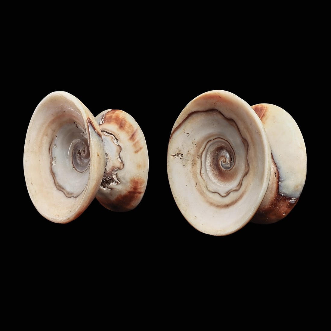 Carved Shell Spiral Ear Ornaments (2) (1 of 4)