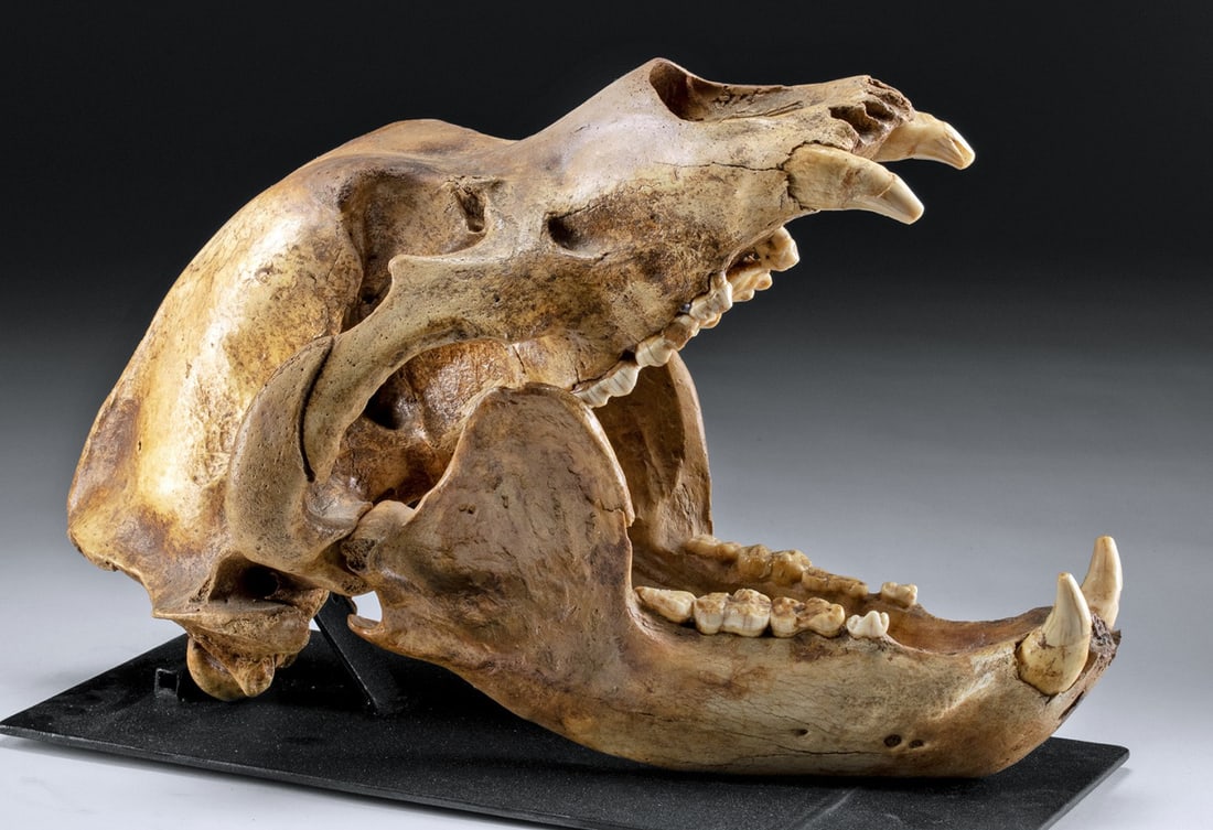 Complete Fossilized Cave Bear Skull - Choice! (1 of 5)