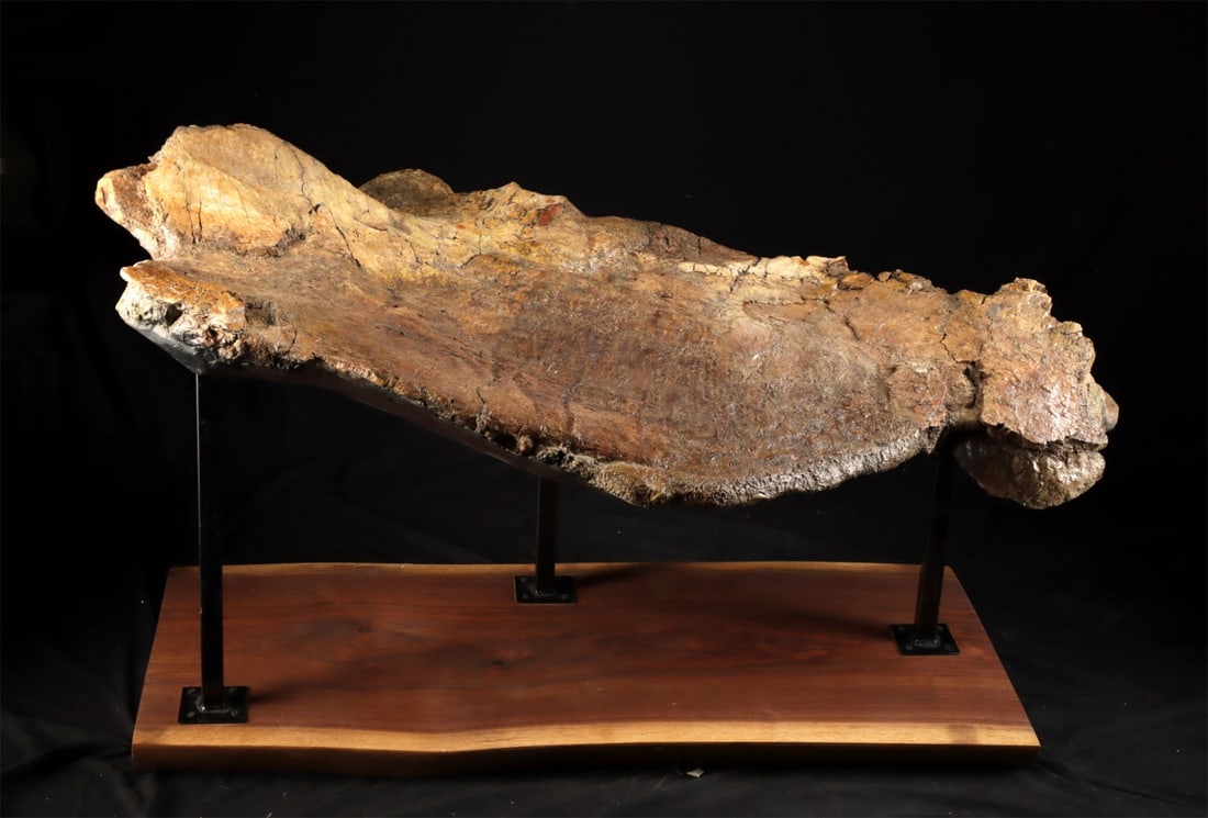 T. Rex Fossil Pelvis, Late Cretaceous Western USA 49"L — Custom Display: North America, Wester United States, Late Cretaceous period., ca. 68,000,000 - 66,000,000 BCE. A massive Tyrannosaurus rex pelvis presented on a custom metal and wood stand, preserving the broad, flar