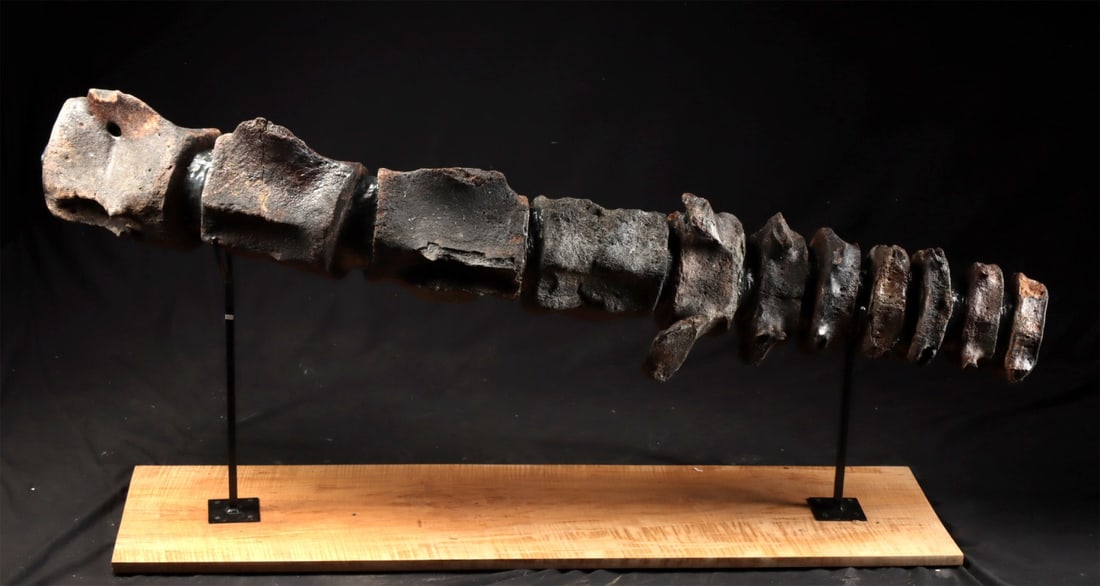 Ancient Fossil Whale Vertebrae Column — Miocene Florida — 58"L (1 of 4)