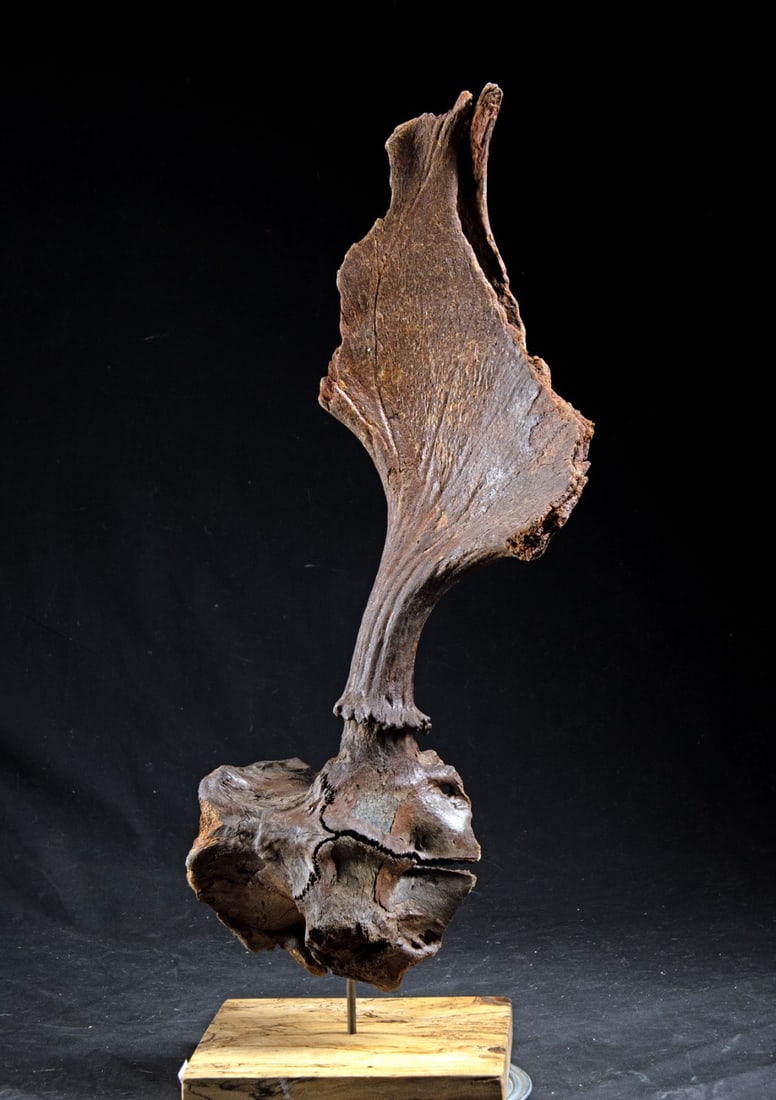 Fossilized Ice Age Moose Skullcap & Antler (1 of 4)
