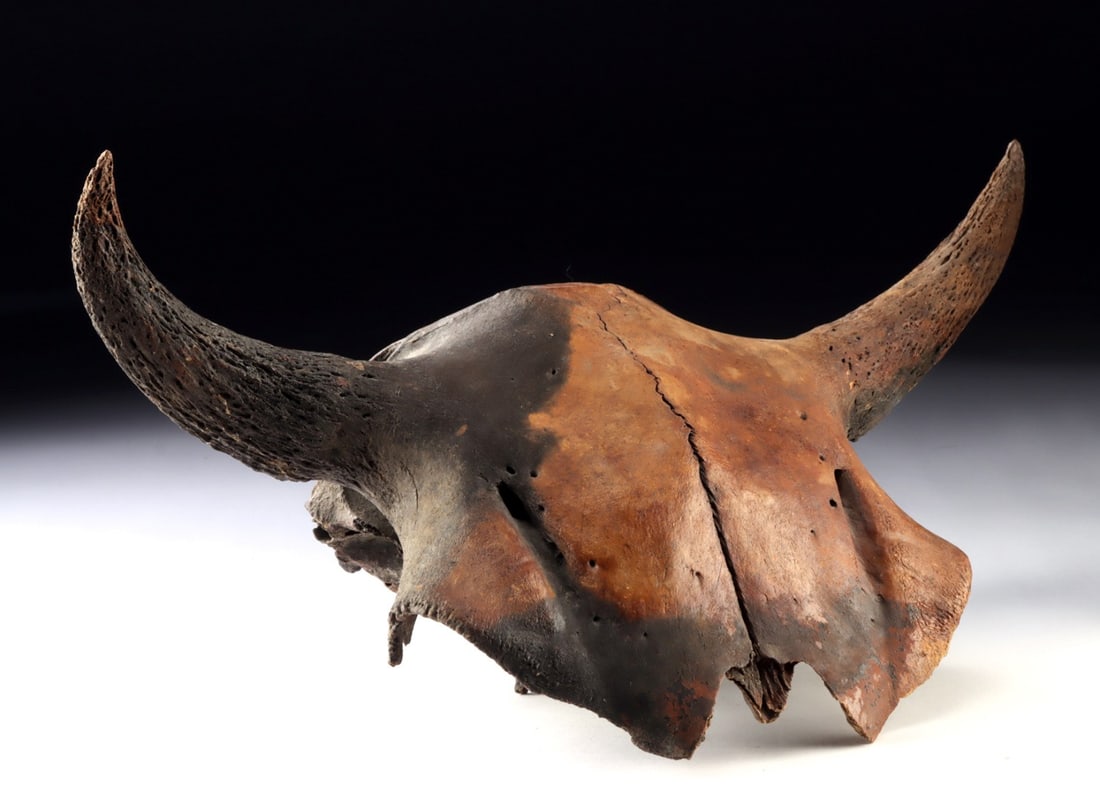 Ice Age Fossil Bison Antiquus Skull with Horns and Eye Sockets (1 of 4)