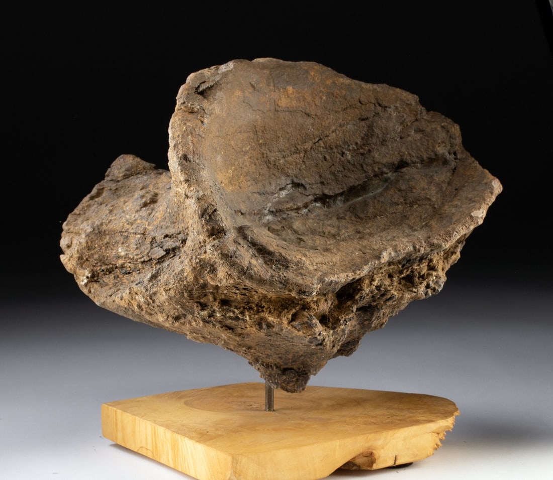 Massive Fossilized Dinosaur Vertebrae Bone: United States, Montana or Wyoming, Hell Creek Formation, Late Cretaceous., ca. 100,000,000 - 66,000,000 BCE. Huge fossilized vertebrae of a equally massive beast. Deep brown spool-shaped spinal bone w