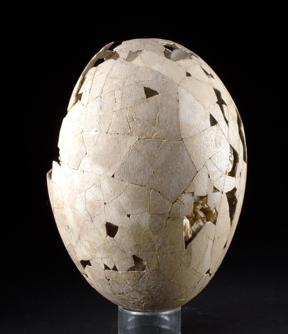 Extinct Moa Egg & Fragmentary Shell Pieces (1 of 7)