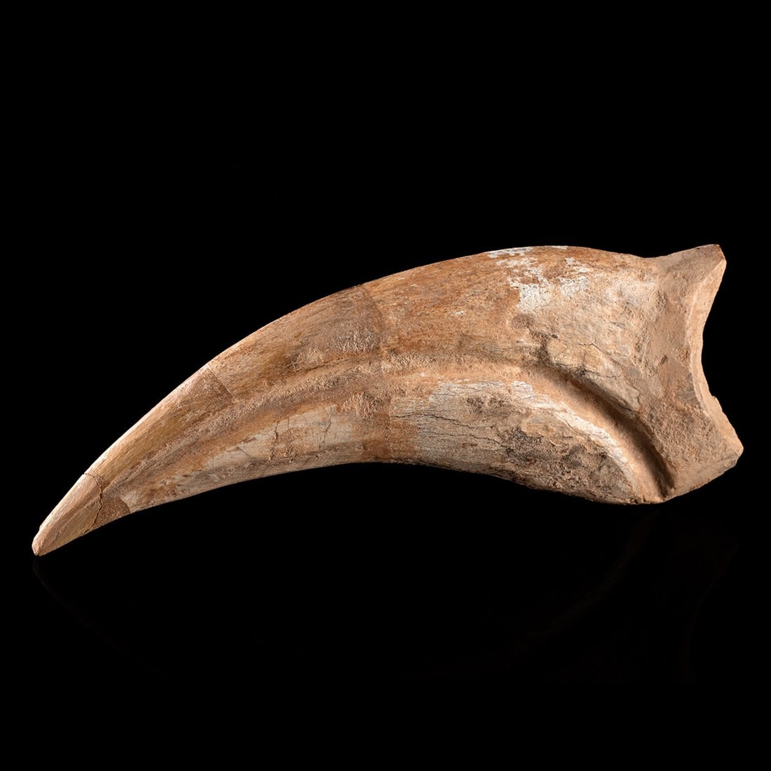 Fossilized Spinosaurus Dinosaur Hand Claw (1 of 2)