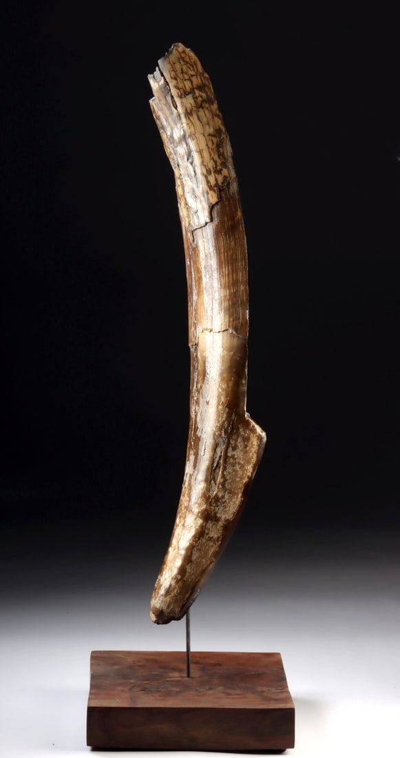 Long Mammoth Ivory Tusk Fragment on Wood Base: North America, Alaska or Siberia, Late Pleistocene Epoch, ca. 1 million to 10,000 years ago. A mammoth tusk fragment mounted on custom base. This elongated section displays natural curvature and layer