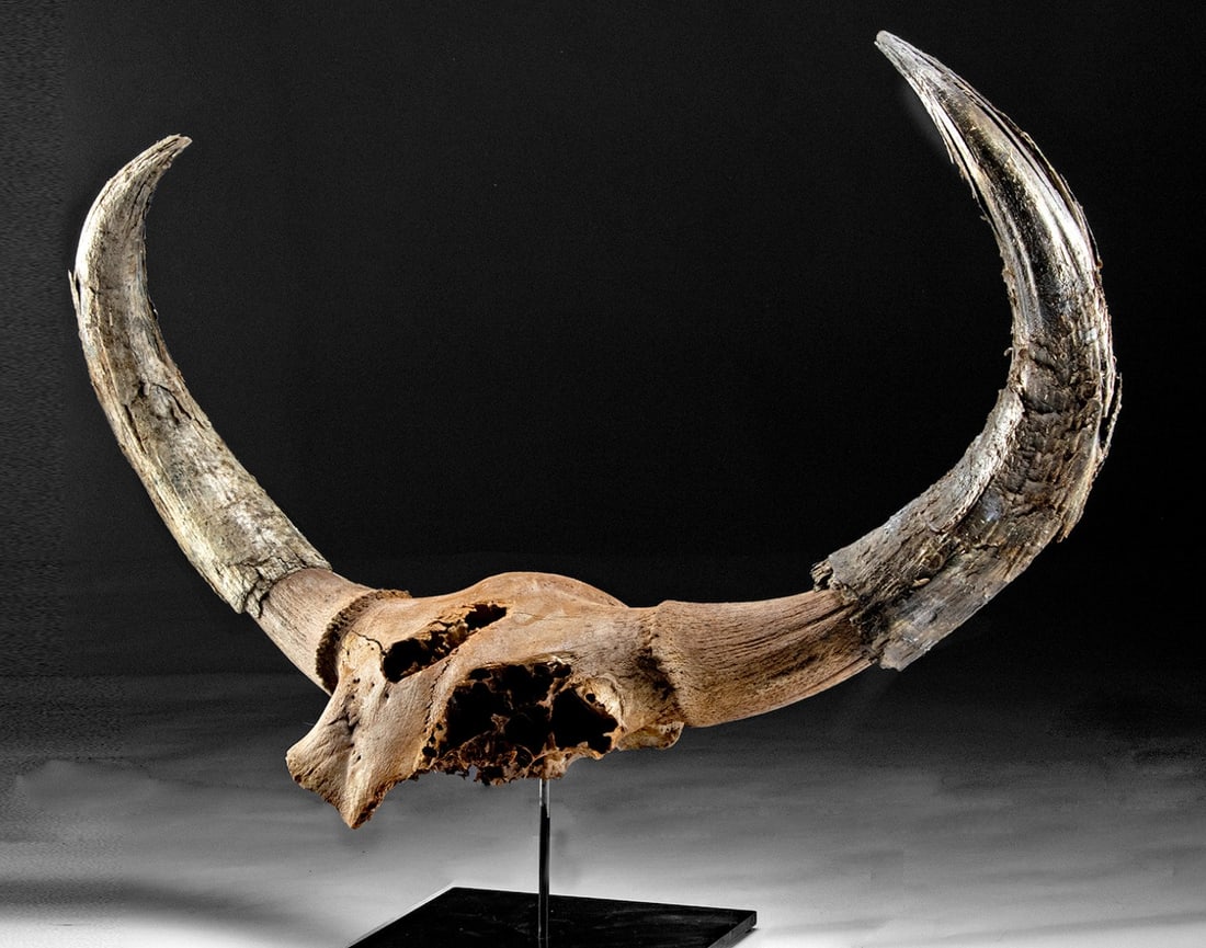 Steppe Bison (Bison priscus) Partial Skull, Horn Cores (1 of 4)