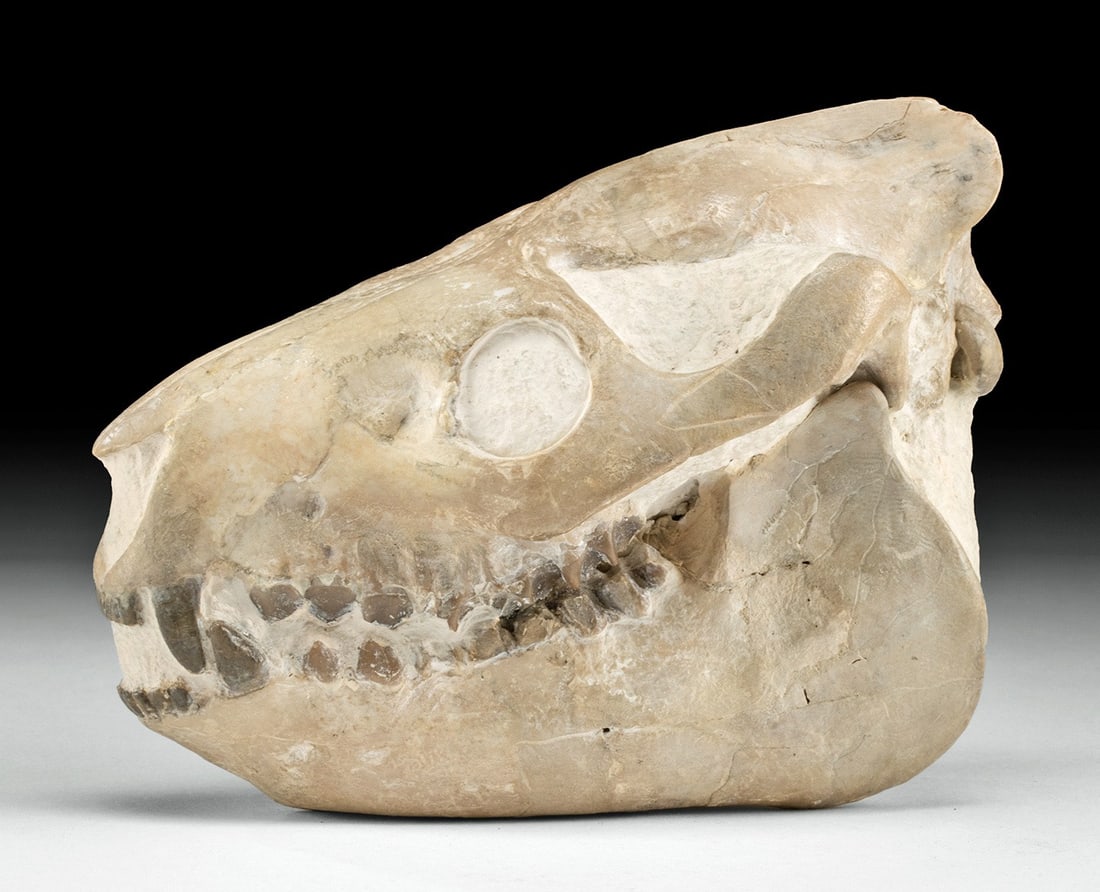 Fossilized Juvenile Oreodont Merycoidodontoidea Skull (1 of 4)
