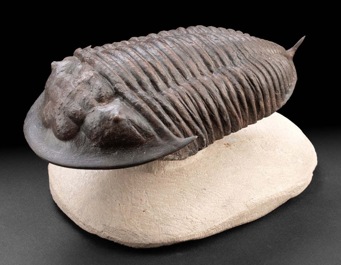 Large Ordovician Trilobite (Burmeisterella), Morocco (1 of 4)