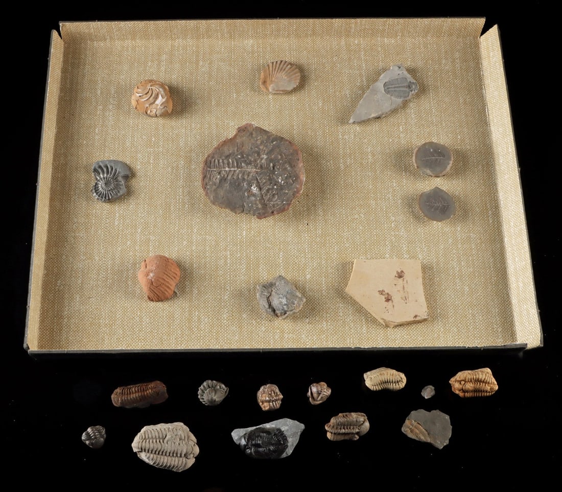 Fossil Collection: Trilobites, Ferns, Ammonites & Fish (1 of 3)