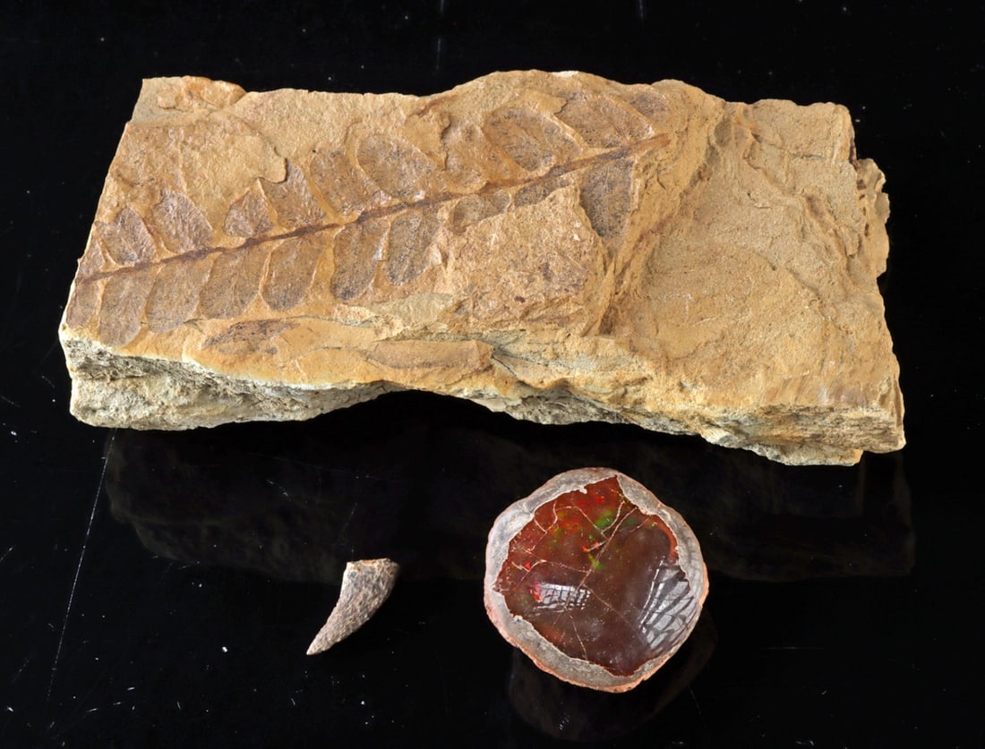 Fossilized Fern Frond, Dinosaur Tooth, & Chocolate Opal (1 of 1)