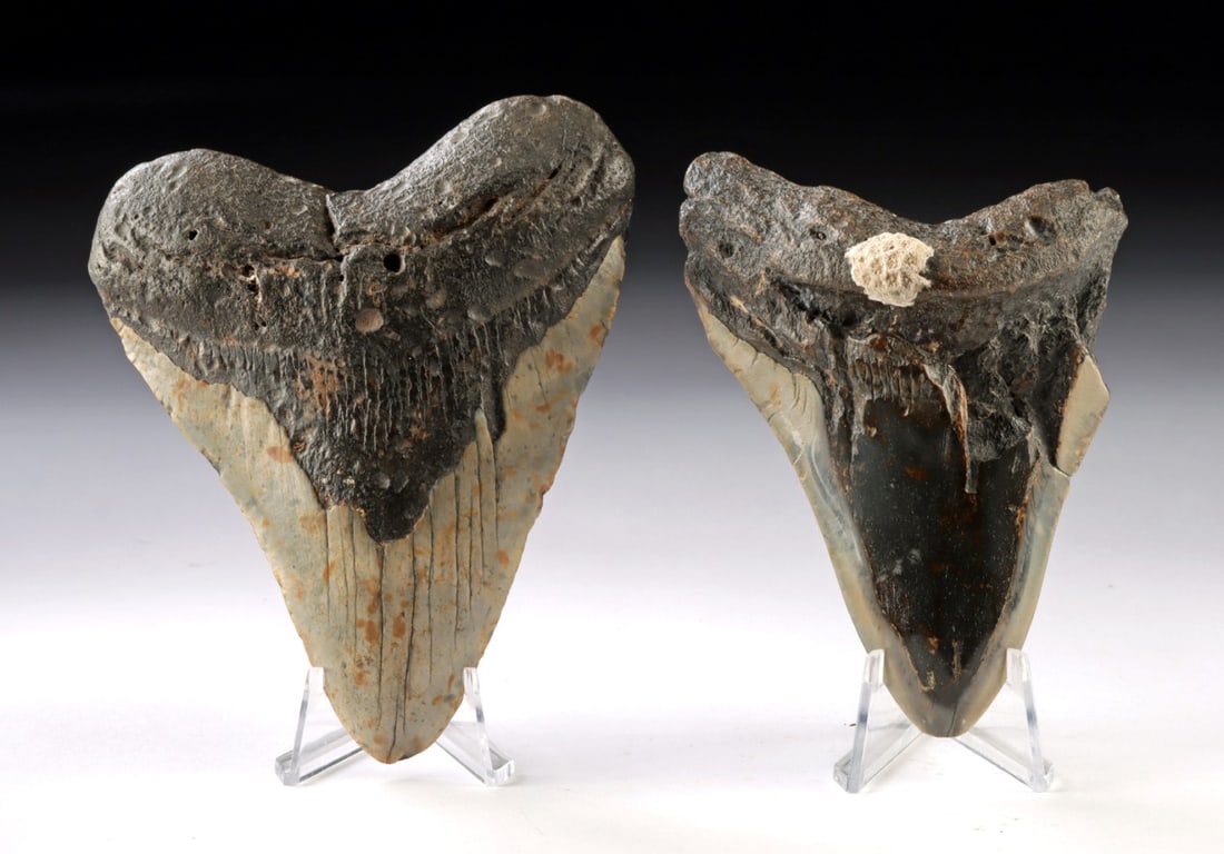Two Fossilized Megalodon Shark Teeth (1 of 2)