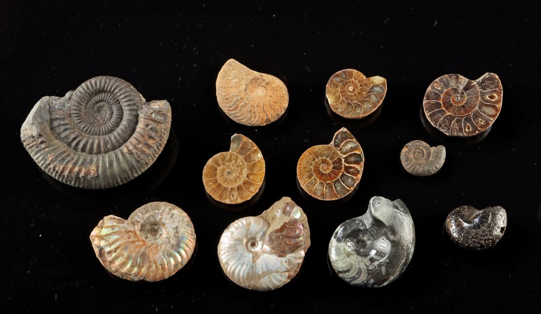 Ammonite Fossil Collection, Polished & Iridescent (1 of 2)